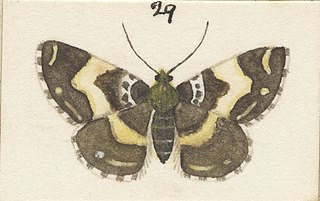 <i>Notoreas galaxias</i> species of moth endemic to New Zealand