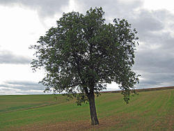 Skyline of Urspringen