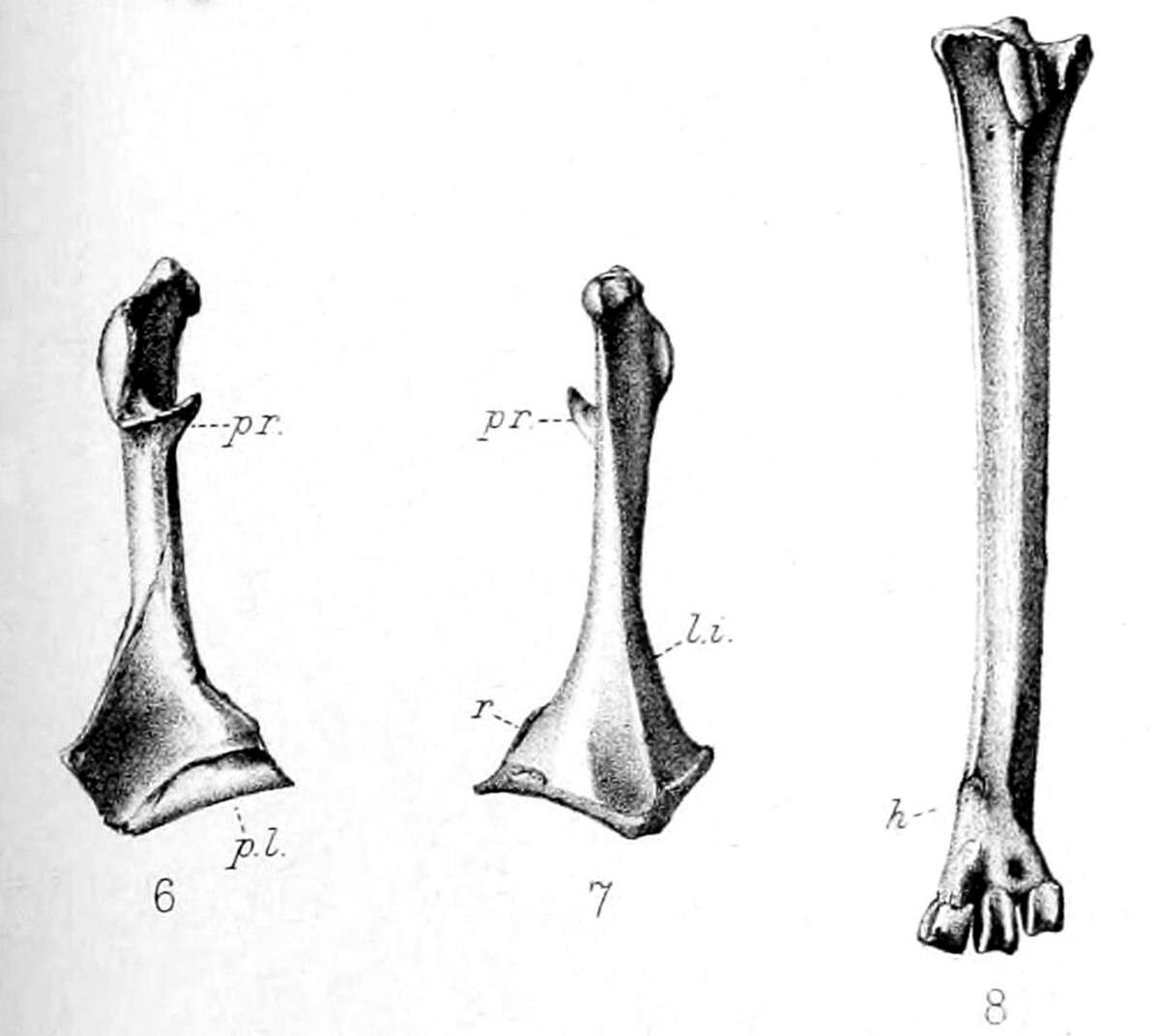 Nycticorax mauritianus.jpg