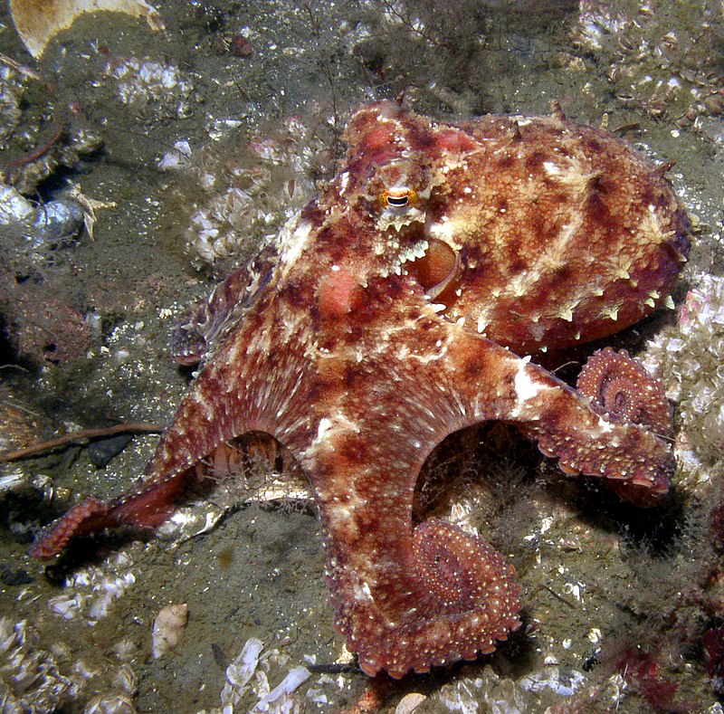OCTOPUS IN GOMMA CM.4,5 LINEAEFFE Colore Rosso