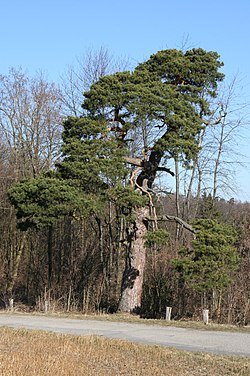 Obični bor kod mjesta Obersulm, Baden-Württemberg, Njemačka