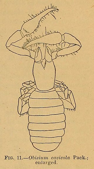 <i>Chitrella</i> Genus of pseudoscorpions