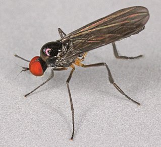 <i>Ocydromia glabricula</i> species of insect