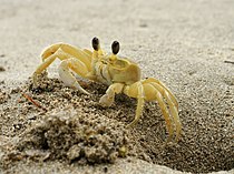 Dieren bewegen zich vaak actief voort, zoals deze voedselzoekende krab