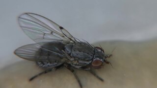 <i>Odinia boletina</i> Species of fly