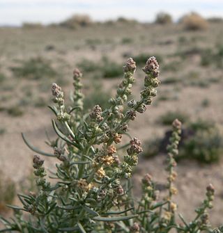 <i>Oligomeris linifolia</i> Species of flowering plant