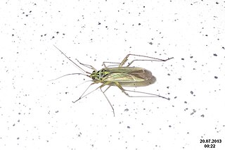 <i>Oncotylus</i> Genus of true bugs