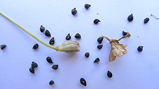 seeds