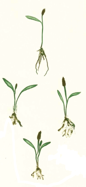 File:Ophioglossaceae spp Moore51 O.lusitanicum.png