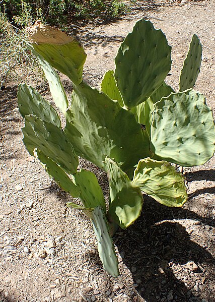 File:Opuntia laxiflora kz1.jpg