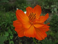 Cosmos sulphureus