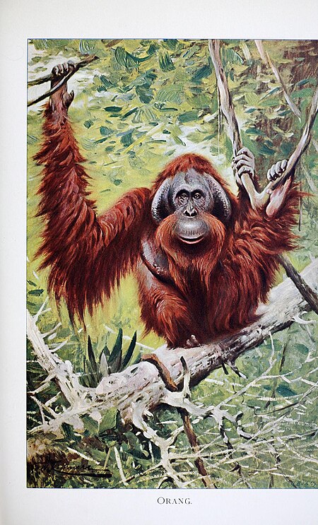 Tập_tin:Orangutan_(illustration).jpg