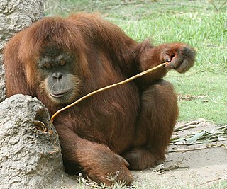<span class="mw-page-title-main">Karen (orangutan)</span> First orangutan to have open heart surgery