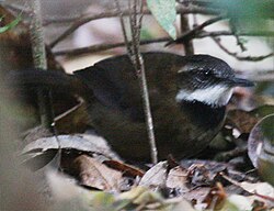 Oreoscopus gutturalis crop.jpg