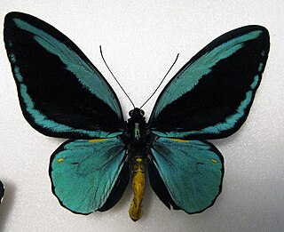 <i>Ornithoptera aesacus</i> Species of birdwing butterfly