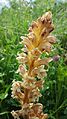 Orobanche lutea District Wiener Neustadt, Lower Austria