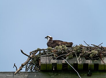 Osprey (Pandion haliaetus) on the nest, Falmouth, Maine, US