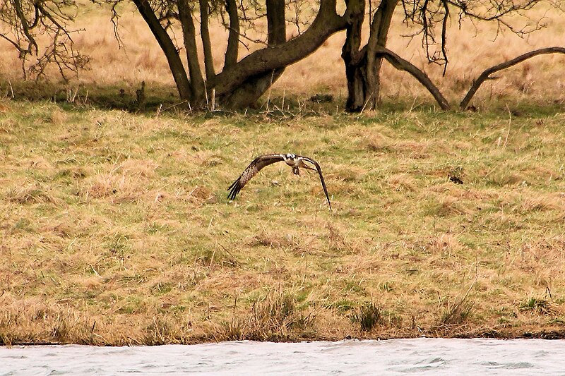 File:Osprey - Rutland Water (8647809863).jpg