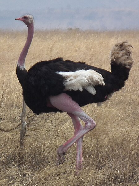 File:Ostrich Struthio camelus Tanzania 3742 cropped Nevit.jpg