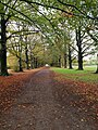 Oude beukendreef die uitloopt op het kasteel.