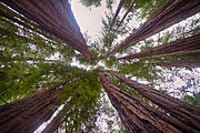 Muir Woods National Monument