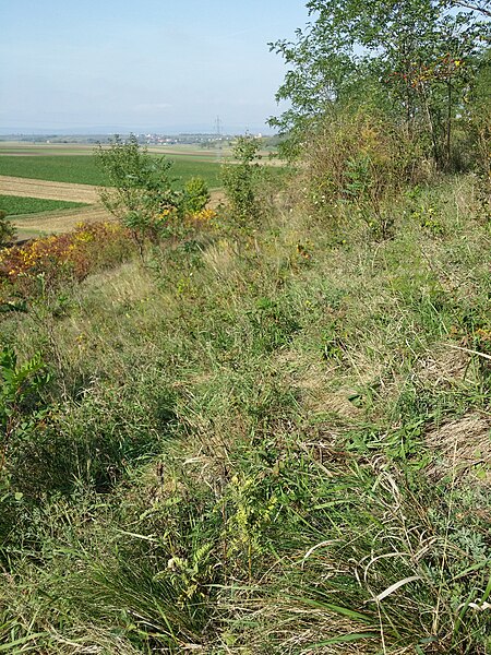 File:Oxytropis pilosa sl58.jpg