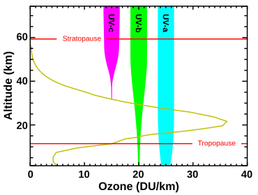 Levels of ozone at various altitudes (DU/km) and absorption of different bands of ultraviolet radiation: In essence, all UVC is absorbed by diatomic oxygen (100-200 nm) or by ozone (triatomic oxygen) (200-280 nm) in the atmosphere. The ozone layer also absorbs most UVB. In contrast, UVA is hardly absorbed and most of it reaches the ground. Consequently UVA makes up almost all the UV light that penetrates the Earth's atmosphere. Ozone altitude UV graph.svg