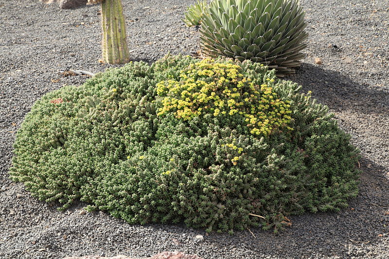 File:Pájara La Lajita - Oasis Park - Euphorbia 01 ies.jpg