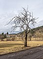 * Nomination Pear tree on Brockweg in Winklern, Pörtschach, Carinthia, Austria -- Johann Jaritz 03:50, 7 March 2020 (UTC) * Promotion Good quality. --Seven Pandas 03:53, 7 March 2020 (UTC)