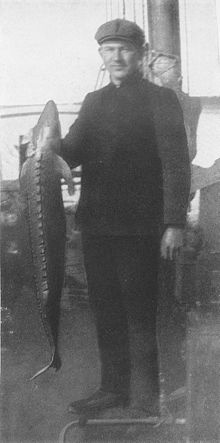 Осётр на Енисее, 1913