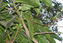 A Coffea arabica tree on Lake Tana in Bahir Dar PC090346 coffee Bahar Dahr Ethiopia.jpg