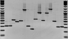 220px-PCR_gel_electrophoresis.jpg