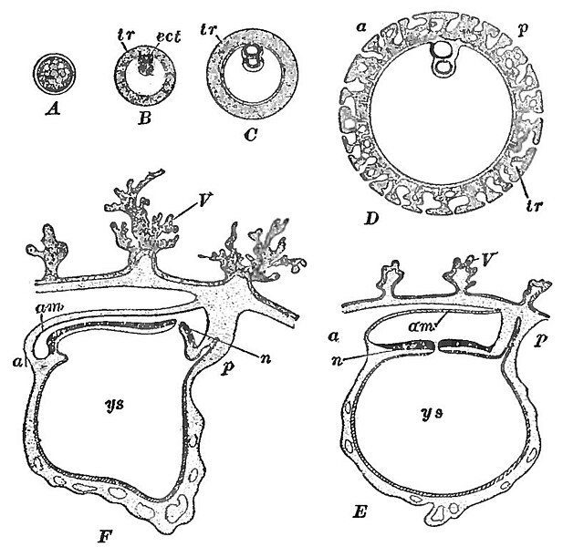 File:PSM V84 D538 Facts and factors of development fig14.jpg