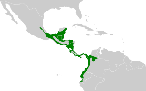 Pachysylvia decurtata map.svg