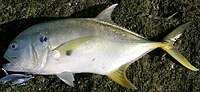 Thumbnail for Pacific crevalle jack