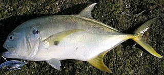 <span class="mw-page-title-main">Pacific crevalle jack</span> Species of fish