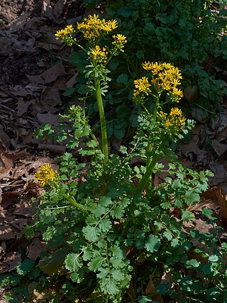 <i>Packera glabella</i> Species of plant in the family Asteraceae native to the United States