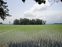 Rice paddy field in Amol Paddy field Amol IRI 1.jpg