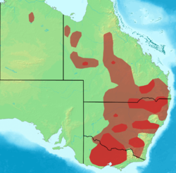 Painted Honeyeater.png