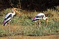 Uda Walawe NP, Sri Lanka