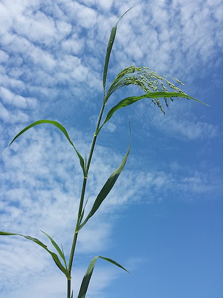 File:Panicum miliaceum subsp. agricola sl2.jpg