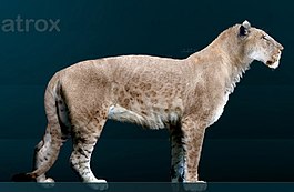 Panthera leo atrox Sergiodlarosa.jpg