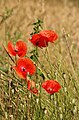 * Nomination Corn poppy (Papaver rhoeas) --LC-de 18:54, 11 June 2007 (UTC) * Promotion Great detail --Makro Freak 19:39, 11 June 2007 (UTC)