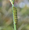 Thumbnail for File:Papilio machaon caterpillar R01.jpg