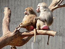 Hamadryas baboon female (left) and male (right) Papio hamadryas pair.jpg