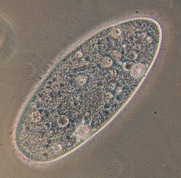 Egy papucsállatkafaj (Paramecium aurelia)