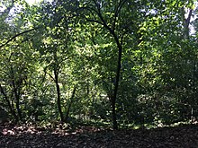 Scorcio dei ronchi di Legnano, che si trovano nell'omonimo parco. A Legnano i pianalti morenici formati dall'Olona sono chiamati con l'appellativo di ronchi[7]