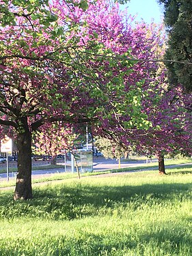 Park of the Solidarietà in Rome