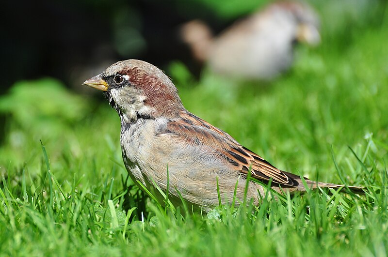 File:Passer domesticus - Arboretum 2010-09-11 15-38-58.JPG