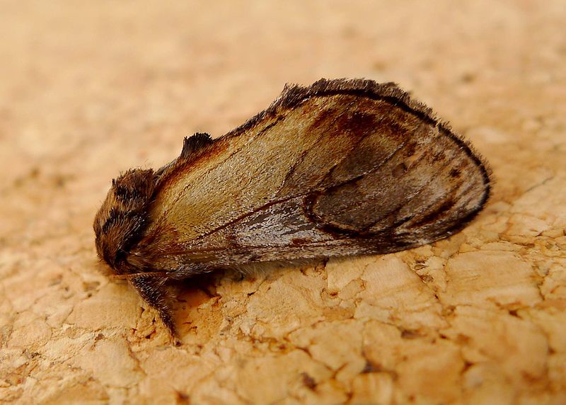 File:Pebble Prominent. Notodonta ziczac - Flickr - gailhampshire (2).jpg